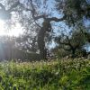 Un prato verde con grandi alberi e sole splendente.